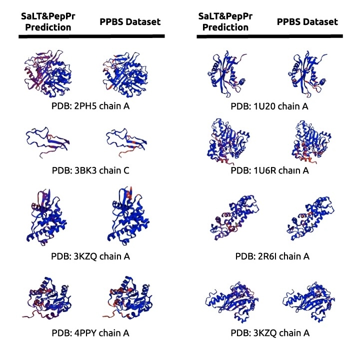Comparison of SaLT&PepPr protein structure predictions with PPBS dataset models